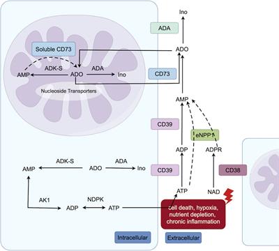 Landscape of adenosine pathway and immune checkpoint dual blockade in NSCLC: progress in basic research and clinical application